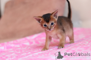 Photo №2 to announcement № 177556 for the sale of abyssinian cat - buy in Belarus private announcement, from nursery, breeder