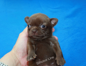 Additional photos: Chihuahua chocolate dog for mating