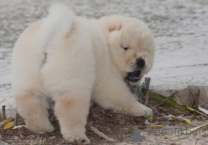 Photo №4. I will sell chow chow in the city of Frankpolis. private announcement - price - negotiated