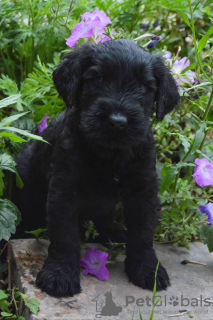 Photo №2 to announcement № 78417 for the sale of giant schnauzer - buy in Ukraine from nursery