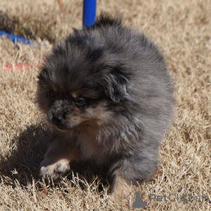 Photo №2 to announcement № 135997 for the sale of pomeranian - buy in Germany 