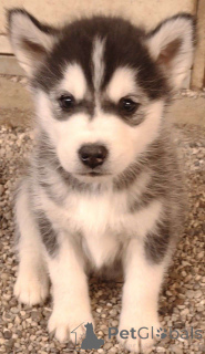 Photo №2 to announcement № 138719 for the sale of siberian husky - buy in Belarus private announcement
