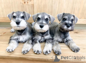 Photo №2 to announcement № 163072 for the sale of schnauzer - buy in Poland 