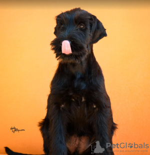 Photo №1. giant schnauzer - for sale in the city of Ниш | negotiated | Announcement № 122222