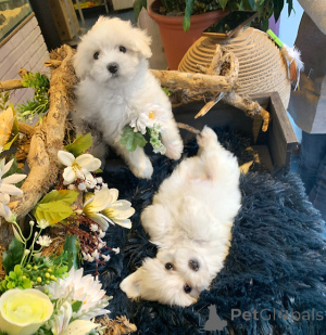 Photo №1. maltese dog - for sale in the city of Романо-ди-Ломбардия | Is free | Announcement № 139952