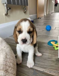 Photo №1. beagle - for sale in the city of Freistadt | negotiated | Announcement № 170067