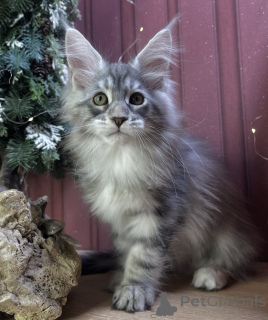 Photo №2 to announcement № 163670 for the sale of maine coon - buy in Germany breeder
