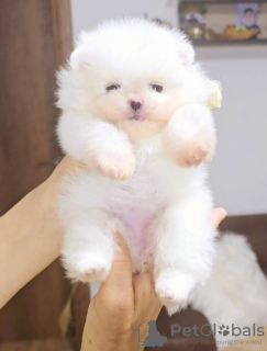 Photo №2 to announcement № 110673 for the sale of pomeranian - buy in Serbia breeder