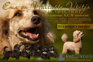 Photo №1. poodle (dwarf) - for sale in the city of Tallinn | negotiated | Announcement № 21872