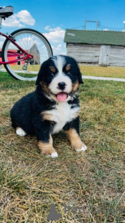 Photo №2 to announcement № 159872 for the sale of bernese mountain dog - buy in Lithuania private announcement