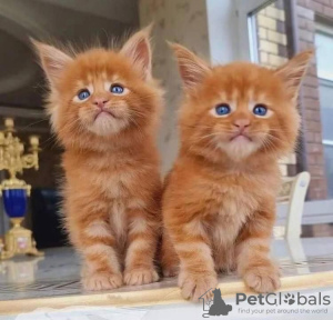 Photo №1. maine coon - for sale in the city of Валенсия | 370$ | Announcement № 126525