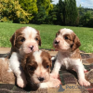 Photo №4. I will sell cavalier king charles spaniel in the city of Berlin.  - price - Is free