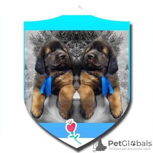 Photo №3. Leonberger puppies. Russian Federation