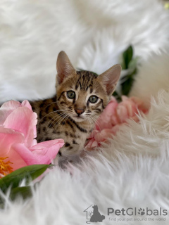Photo №2 to announcement № 50790 for the sale of bengal cat - buy in United States private announcement