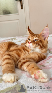 Photo №4. I will sell maine coon in the city of Анталья. from nursery, breeder - price - 1585$