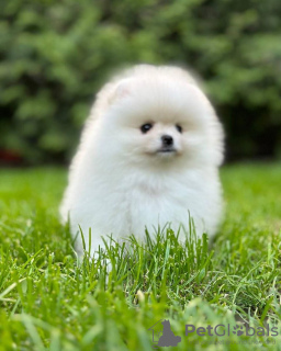 Photo №4. I will sell pomeranian in the city of Leipzig. private announcement - price - 280$