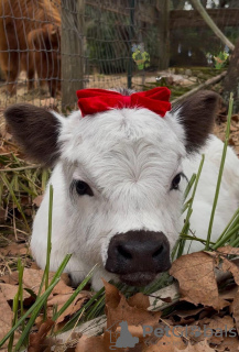 Photo №2 to announcement № 132678 for the sale of golden retriever - buy in Spain private announcement