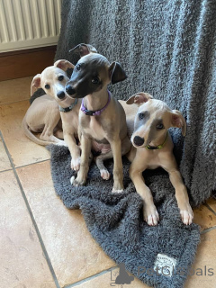 Photo №1. whippet - for sale in the city of Frankfurt | negotiated | Announcement № 164983