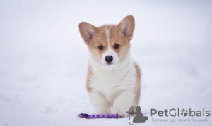 Photo №1. welsh corgi - for sale in the city of Москва | 130$ | Announcement № 83467