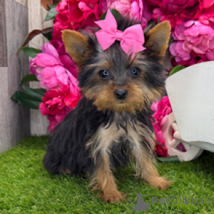 Photo №2 to announcement № 167063 for the sale of yorkshire terrier - buy in United States private announcement