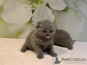 Photo №3. Scottish Fold kittens available now for sale. Germany