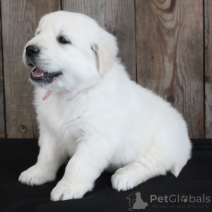 Photo №1. golden retriever - for sale in the city of Neuss | 282$ | Announcement № 137722