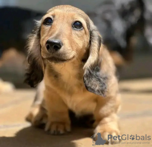 Photo №2 to announcement № 132024 for the sale of dachshund - buy in Estonia breeder