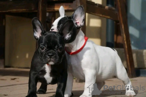 Photo №1. french bulldog - for sale in the city of Leipzig | 380$ | Announcement № 128252