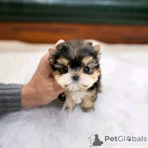 Photo №2 to announcement № 137534 for the sale of  - buy in United States breeder