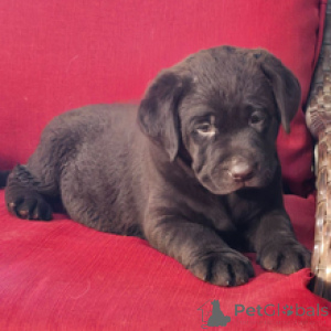 Photo №3. Cocoa Labrador Retriever Female 9 weeks old Ready to go home. Germany