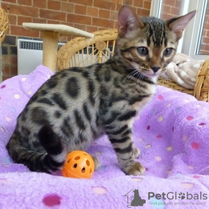 Photo №2 to announcement № 131978 for the sale of bengal cat - buy in Australia private announcement