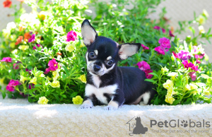 Photo №4. I will sell chihuahua in the city of Москва. from nursery, breeder - price - 674$