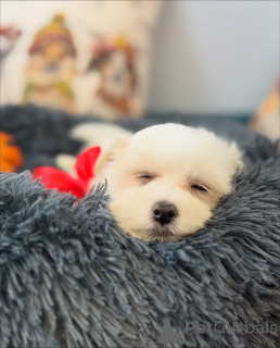 Photo №3. Cute adorable Maltese puppies for sale contact whatsapp business 447450021323. Finland