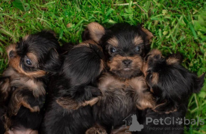 Photo №2 to announcement № 79815 for the sale of yorkshire terrier - buy in United Kingdom private announcement