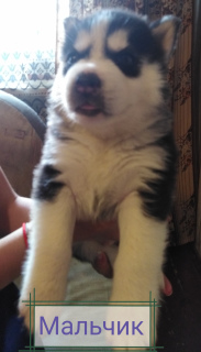 Photo №2 to announcement № 7110 for the sale of siberian husky - buy in Belarus private announcement