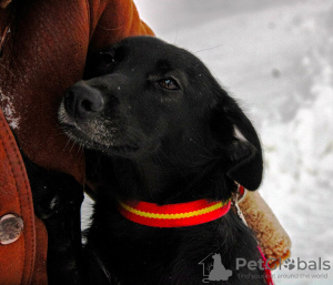 Photo №2 to announcement № 119564 for the sale of non-pedigree dogs - buy in Russian Federation private announcement