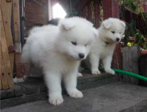 Photo №1. samoyed dog - for sale in the city of Prague | negotiated | Announcement № 59475