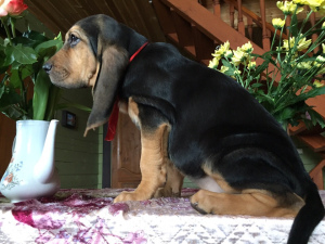 Additional photos: Two beautiful bloodhound girls for sale