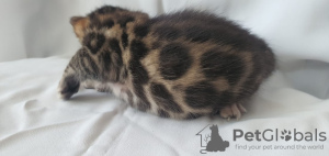 Photo №1. bengal cat - for sale in the city of Yekaterinburg | 398$ | Announcement № 10355
