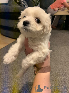 Photo №4. I will sell bichon frise in the city of Anderlecht. private announcement, breeder - price - 671$