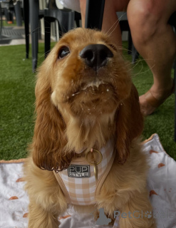 Photo №4. I will sell golden retriever in the city of Höfn. private announcement - price - 650$