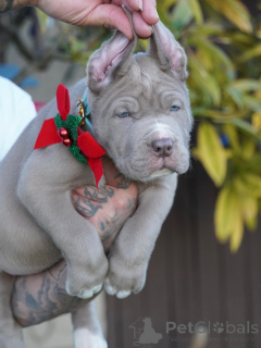 Photo №2 to announcement № 160711 for the sale of american mastiff - buy in Germany private announcement