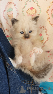 Photo №1. ragdoll - for sale in the city of Limbourg | negotiated | Announcement № 165212