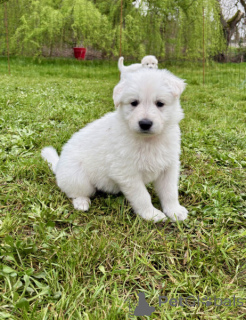 Photo №2 to announcement № 165812 for the sale of berger blanc suisse - buy in Germany private announcement, breeder