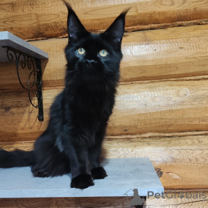 Photo №2 to announcement № 147139 for the sale of maine coon - buy in Russian Federation from nursery