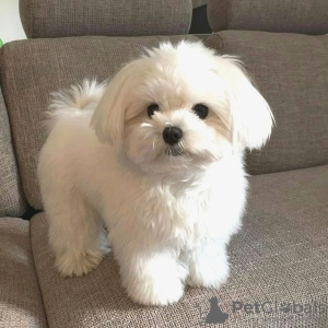 Photo №3. Maltese puppies of 8 weeks available. United States