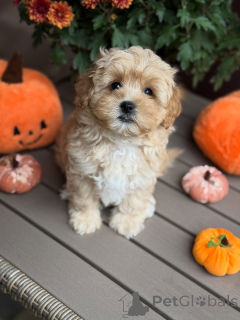 Photo №1. maltipu - for sale in the city of BeauFort | 568$ | Announcement № 157763