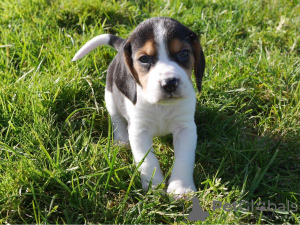 Photo №2 to announcement № 51140 for the sale of beagle - buy in Germany 