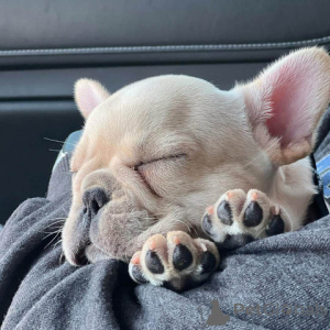 Photo №1. non-pedigree dogs - for sale in the city of Louisville | 2800$ | Announcement № 147271