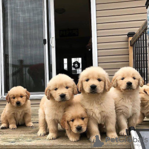 Photo №3. Healthy cute adorable and socialized Golden retriever puppies available. Germany